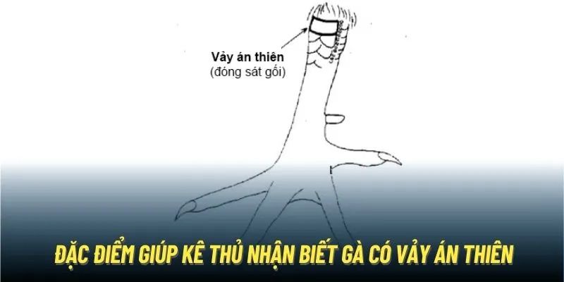 Sơ lược giới thiệu liên quan đến vảy gà án thiên